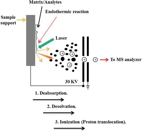 The schematic workflow of the typical MALDI ionization processes (Chen et al., 2019)